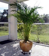 Bételpálma - beépített terasz